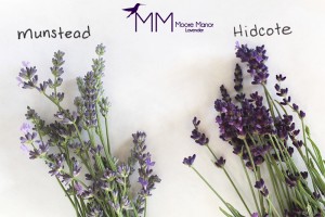 munstead or Hidcote lavender