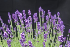 Natural lavender