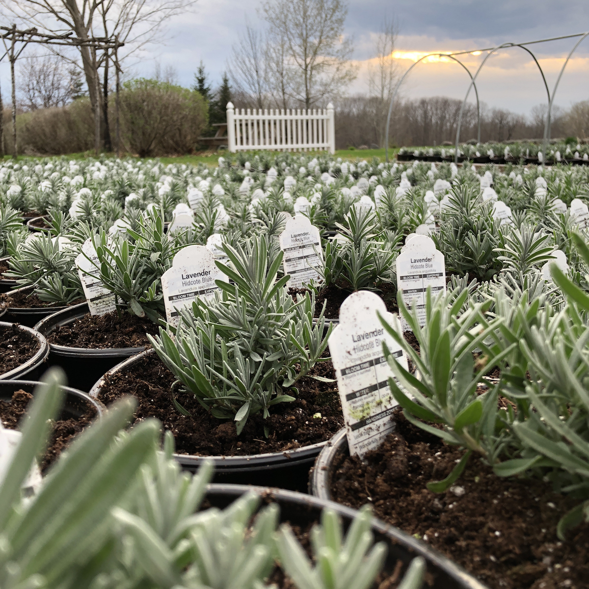 Lavender Plants for Sale Moore Manor Lavender