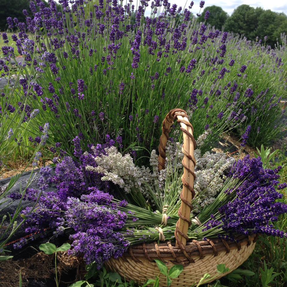 basket of lavender