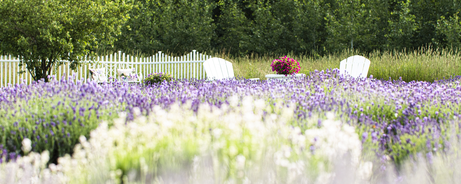 Dried Lavender Bouquet – Moore Manor Lavender